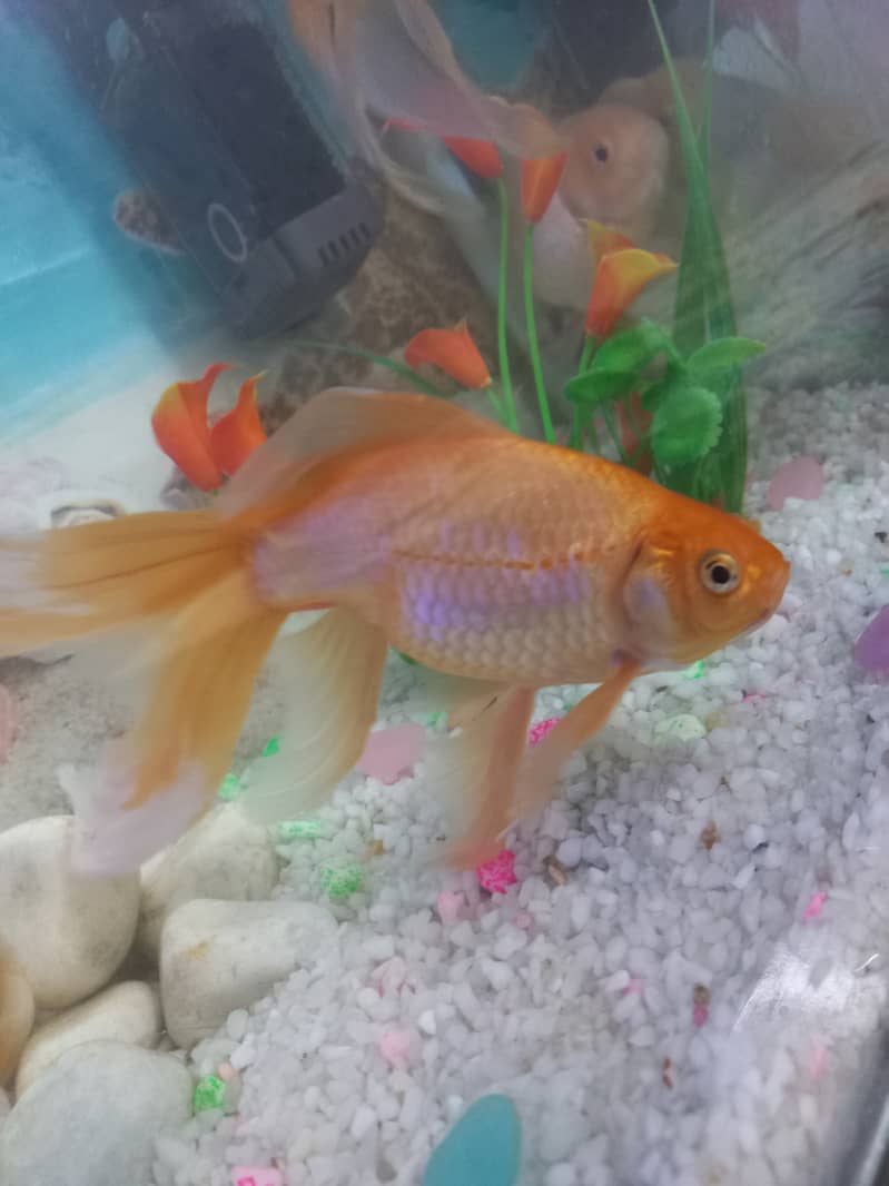 Goldfish ( Comet ) 4