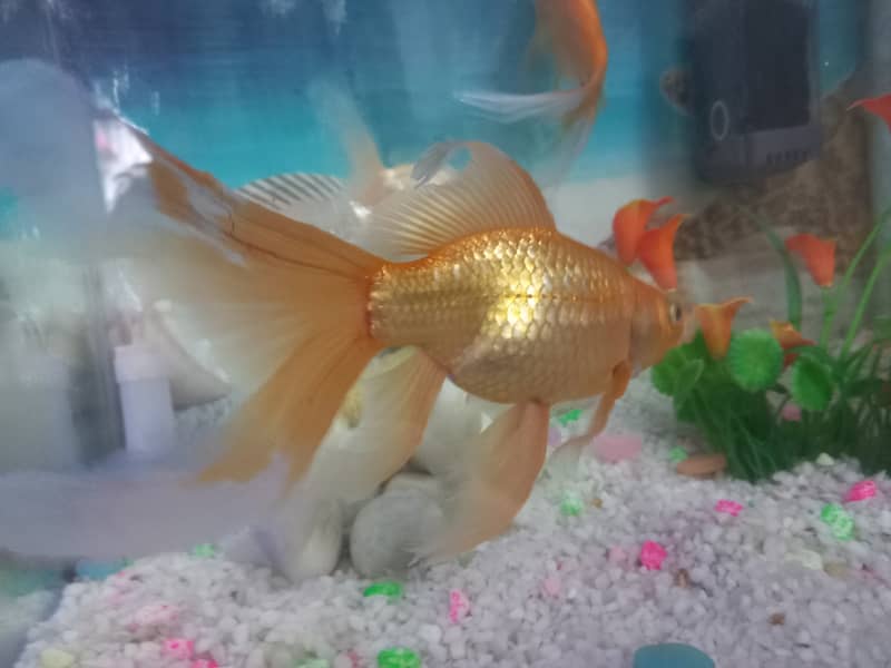 Goldfish ( Comet ) 5