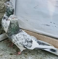 Pigeon Breeder Resulted Pair available in reasonable pric 0308-5000940