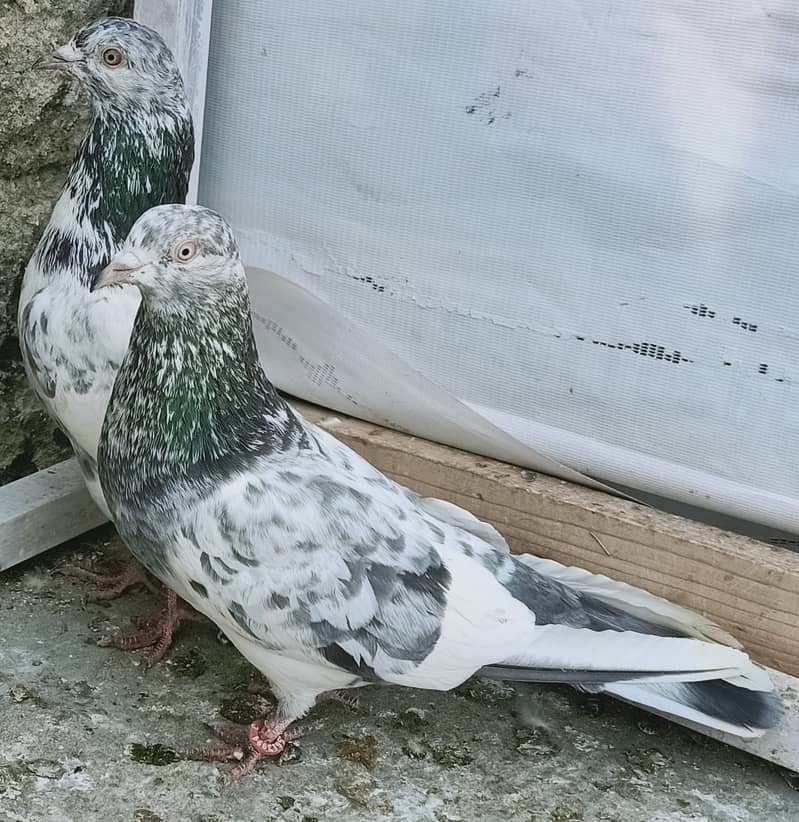 Pigeon Breeder Resulted Pair available in reasonable pric 0308-5000940 0