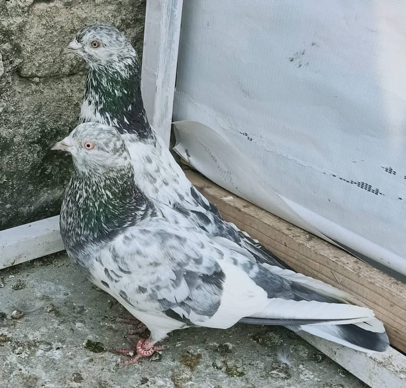 Pigeon Breeder Resulted Pair available in reasonable pric 0308-5000940 1