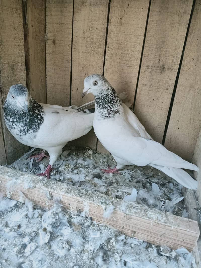 Pigeon Breeder Resulted Pair available in reasonable pric 0308-5000940 5