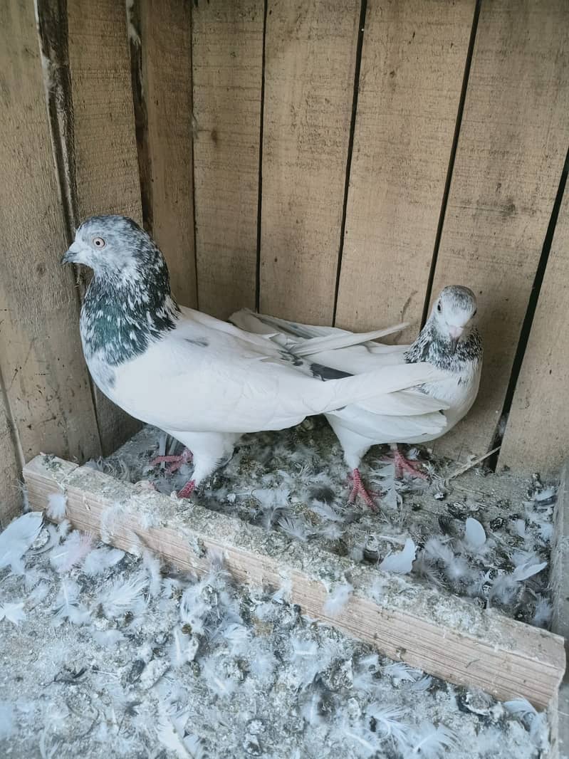 Pigeon Breeder Resulted Pair available in reasonable pric 0308-5000940 6