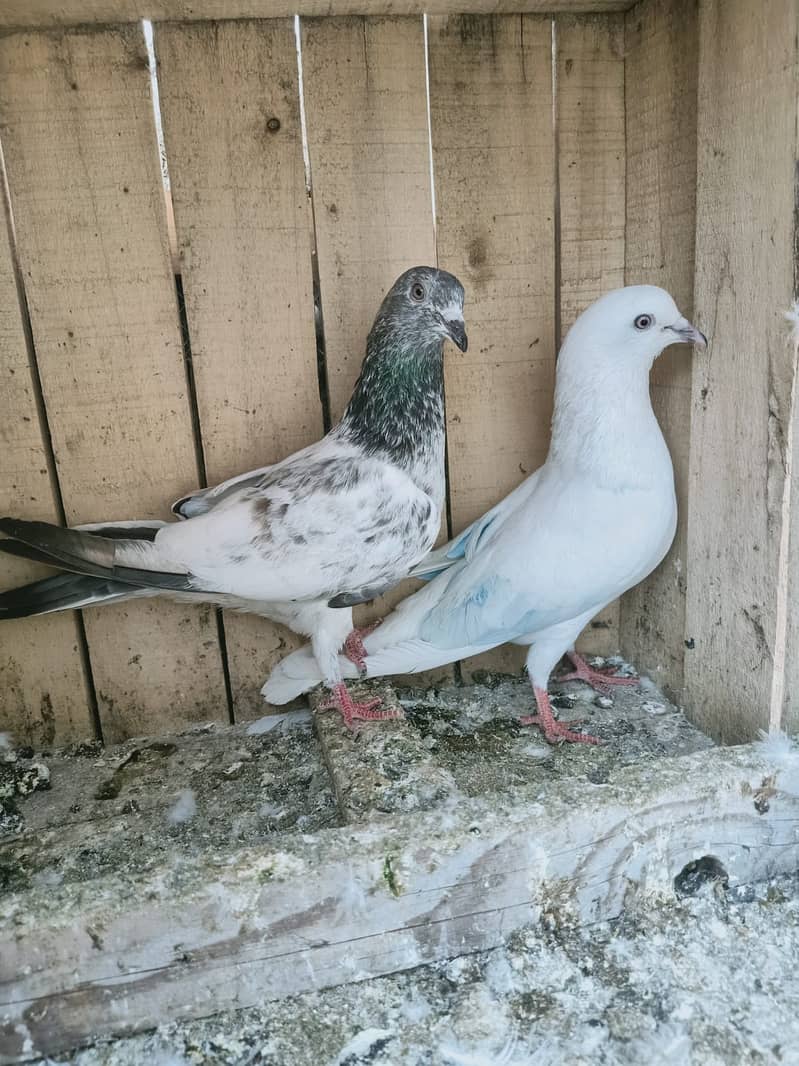 Pigeon Breeder Resulted Pair available in reasonable pric 0308-5000940 9