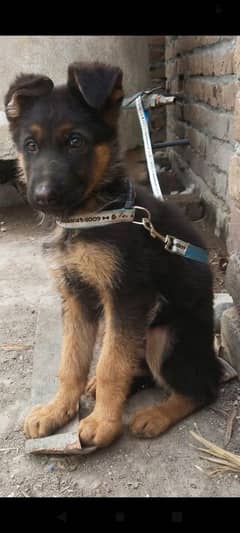 German Shepherd