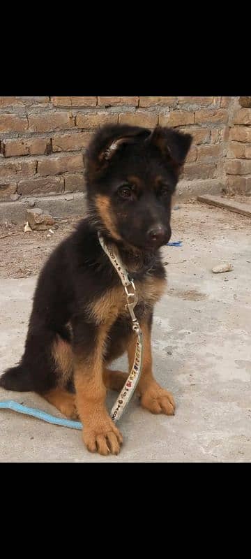 German Shepherd 1