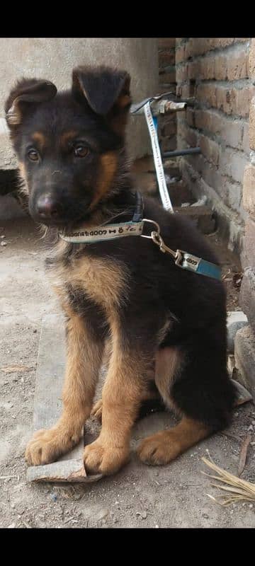 German Shepherd 3