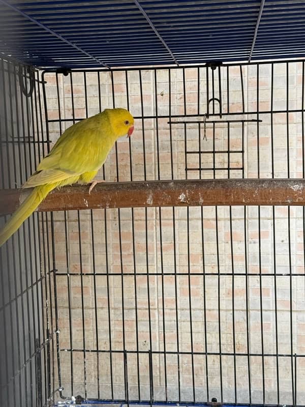 Yellow pallid ringneck pair 1