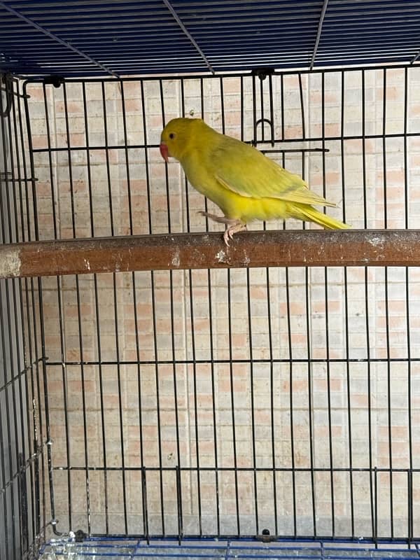 Yellow pallid ringneck pair 2