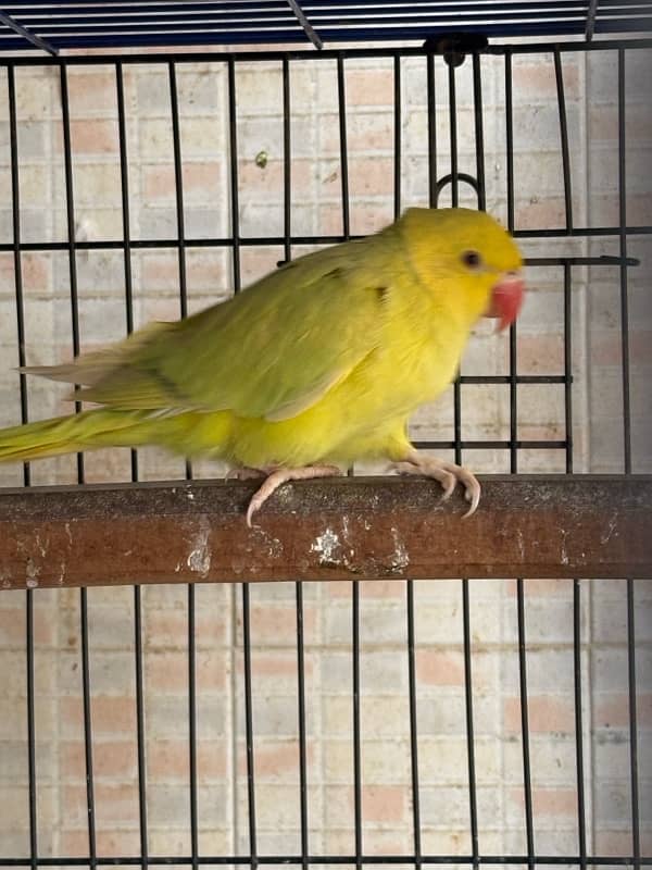 Yellow pallid ringneck pair 3