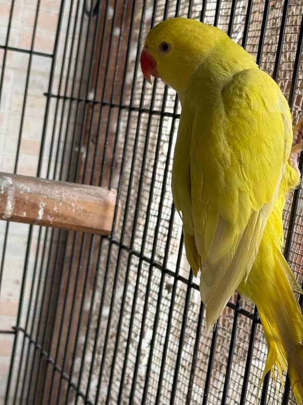 Yellow pallid ringneck pair 5