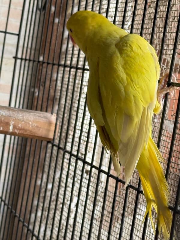 Yellow pallid ringneck pair 6