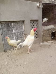 Aseel Heera breeder murgha