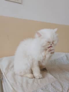 persian female cat age 2 year for sale