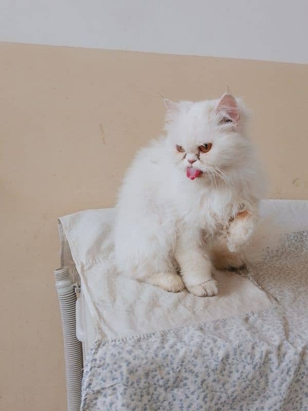 persian female cat age 2 year for sale 1