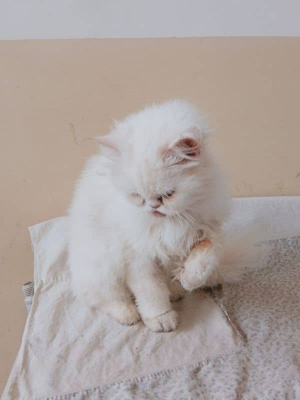 persian female cat age 2 year for sale 2