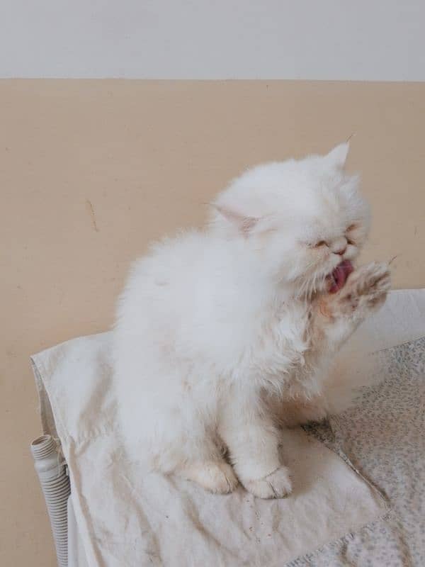 persian female cat age 2 year for sale 3