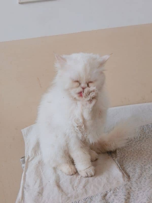 persian female cat age 2 year for sale 4