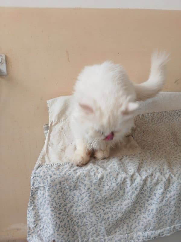 persian female cat age 2 year for sale 5