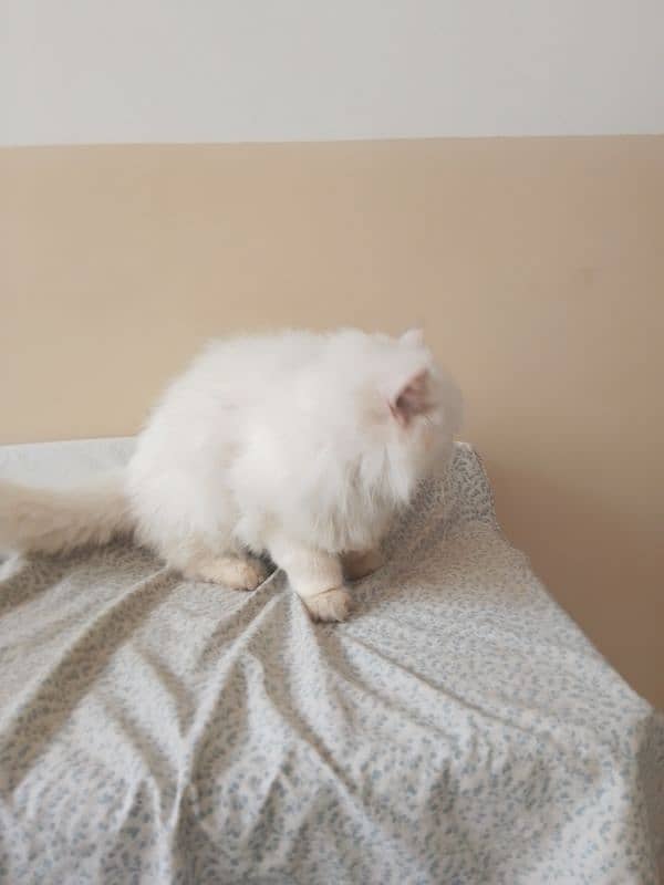 persian female cat age 2 year for sale 6