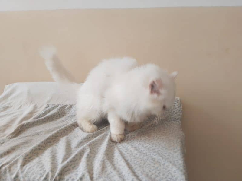 persian female cat age 2 year for sale 7