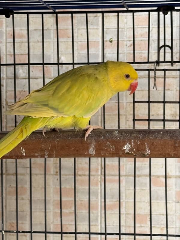 Yellow pied ringneck 0