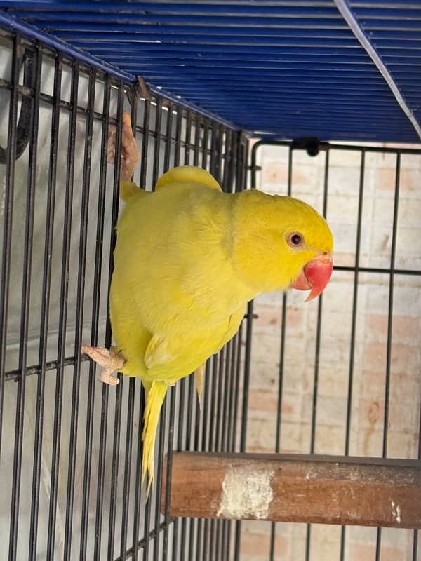 Yellow pied ringneck 3