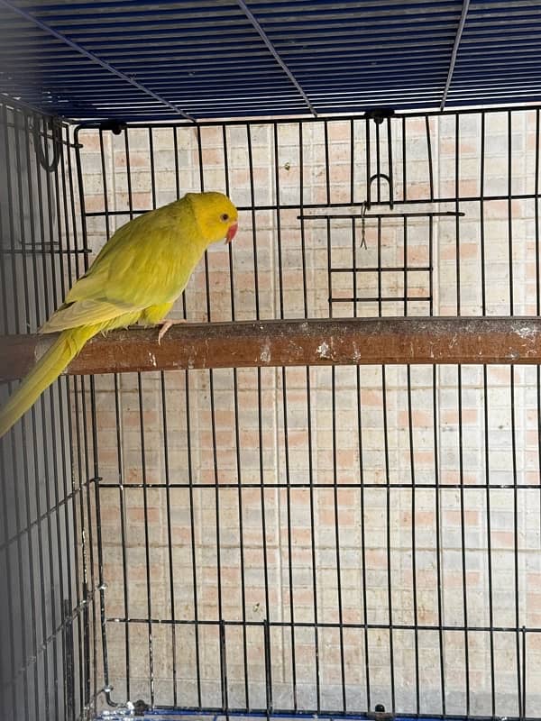 Yellow pied ringneck 6