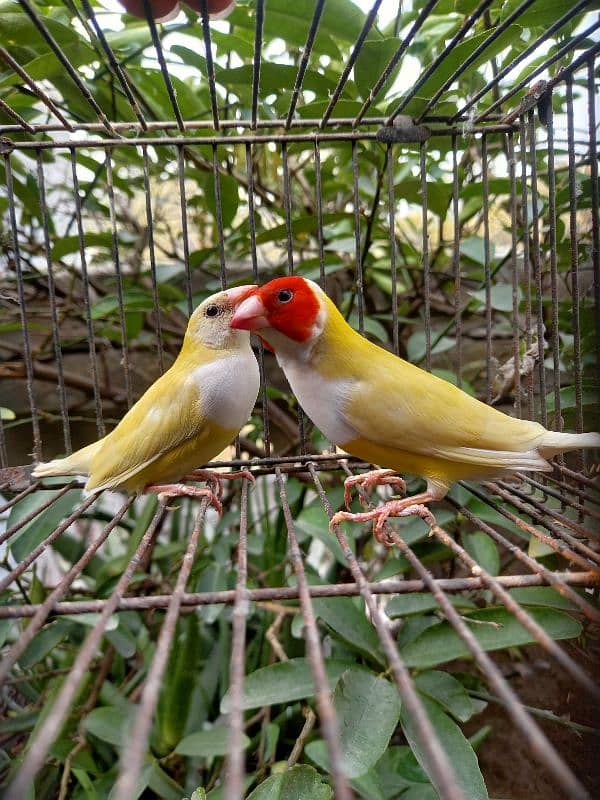 lutino goldian breader pair common goldian breader male 1