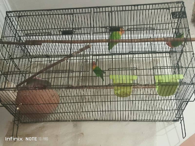 3 Love Birds , 2 Femals and 1 Male with Cage 3