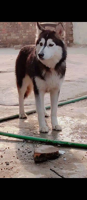 husky female 0