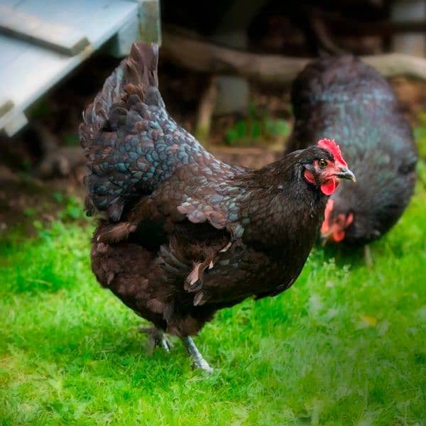 australorp females and males for sale call only number 1