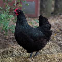 australorp