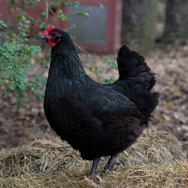 australorp females and males for sale call only number 3