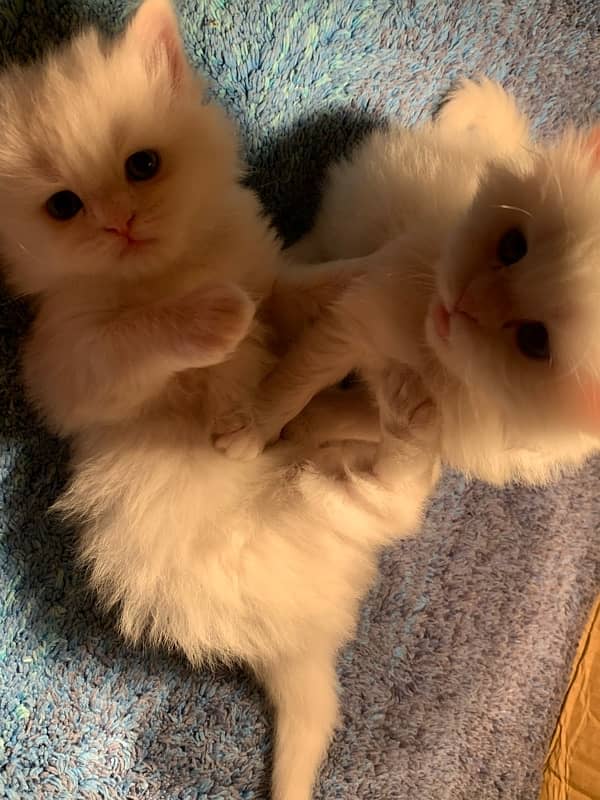 Double Coated Kittens 3