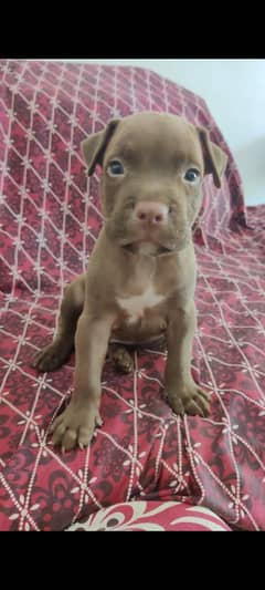 pitbull puppy