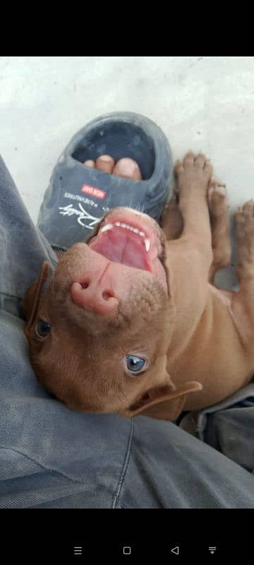 pitbull puppy 1