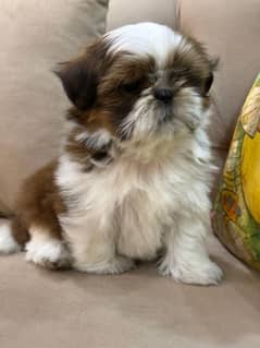 Shih Tzu / Shitzu Pedigreed Puppy