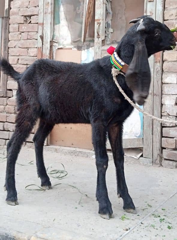 Desi Bakra 5