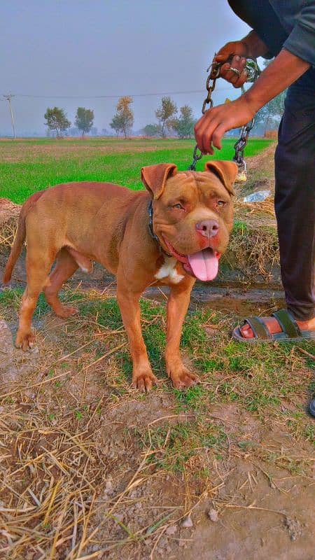 pittbull dog for sale color brown pink nose exchange possible 0