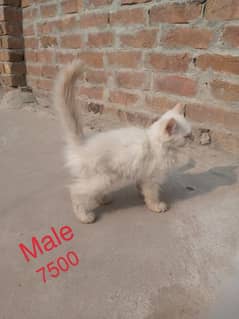 For Sale White Persian Cats