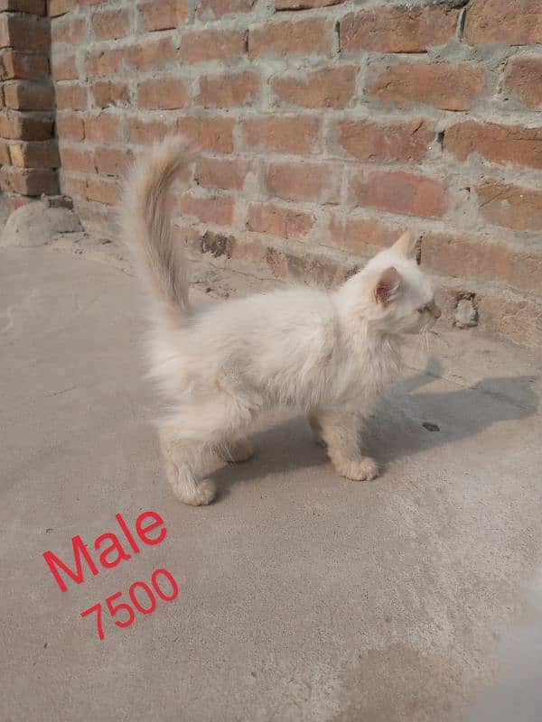 For Sale White Persian Cats 0