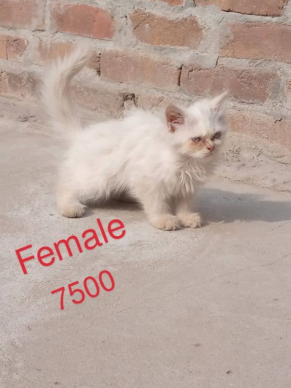 For Sale White Persian Cats 1