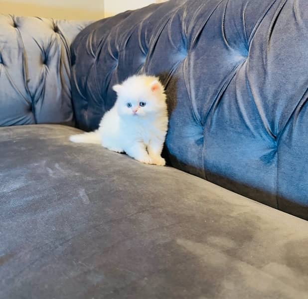 pure Persian kitten tripple coated litter trained sami punch blue eyes 0