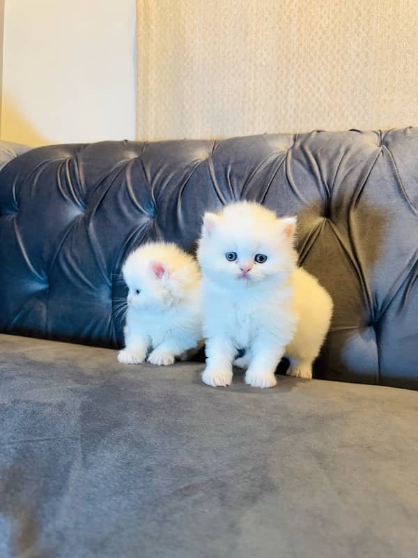 pure Persian kitten tripple coated litter trained sami punch blue eyes 1