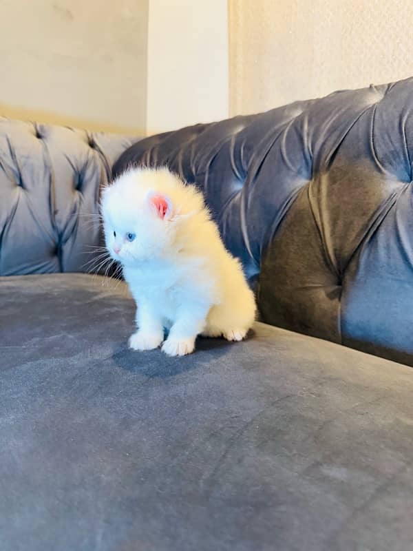 pure Persian kitten tripple coated litter trained sami punch blue eyes 2