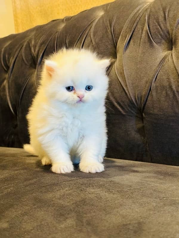 pure Persian kitten tripple coated litter trained sami punch blue eyes 3