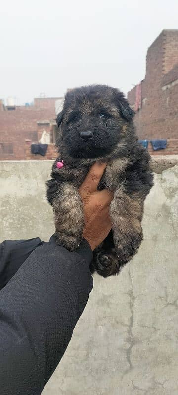 Superb Top Quality Male and Female Available Long hair 4