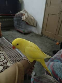 yellow parrot