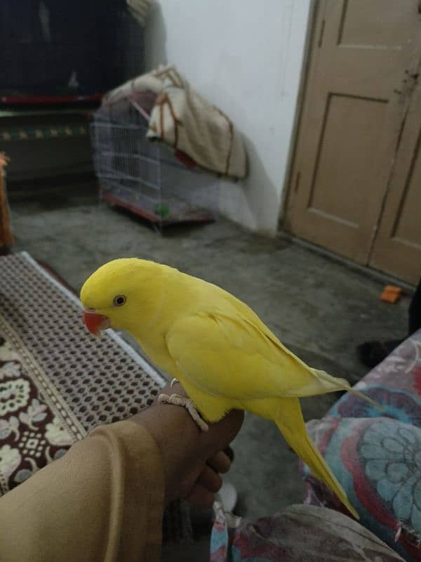 yellow parrot 0